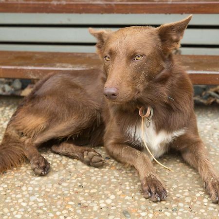 Cairns Homestead Redlynch Pet And Family Friendly Zewnętrze zdjęcie